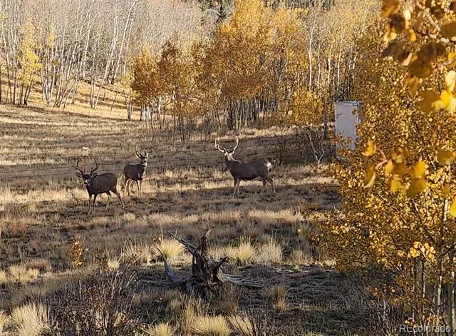 2387 Buffalo Ridge Road Como, CO 80432