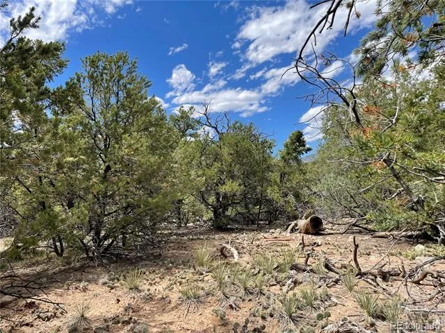 4286 Fallen Tree Crestone, CO 81131