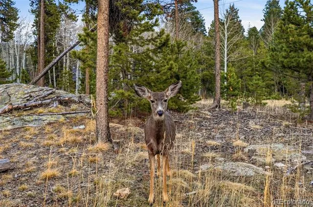 31551 Black Widow Drive Conifer, CO 80433
