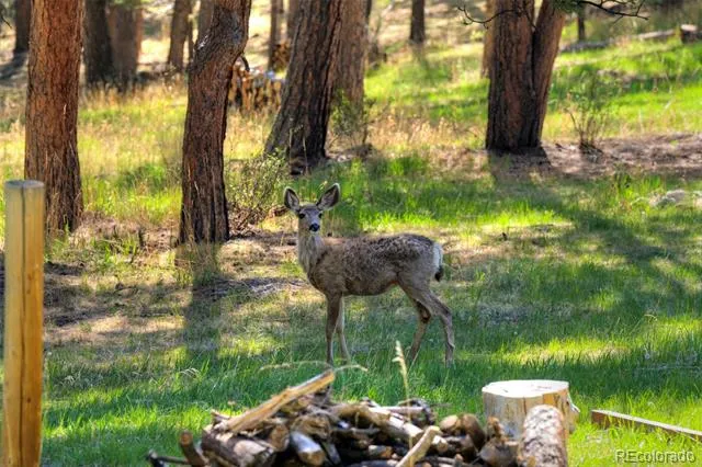 281 Kings Evergreen, CO 80439