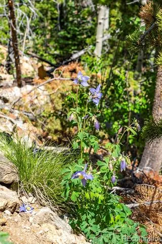 Lot 5 Roosevelt Ridge Black Hawk, CO 80422