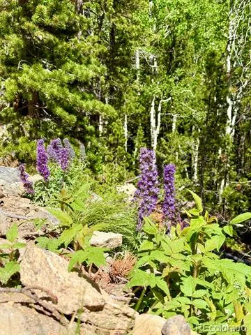 Lot 5 Roosevelt Ridge Black Hawk, CO 80422