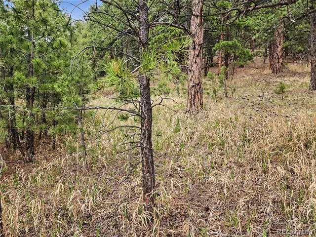 6078 Lone Peak Drive Evergreen, CO 80439