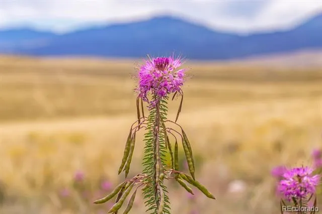 2015 Kit Carson Road Westcliffe, CO 81252