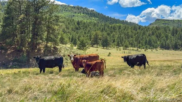 400 Bear Trax Drive Canon City, CO 81212