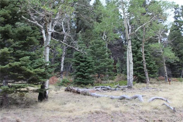 2874 Fery Loop Fort Garland, CO 81133