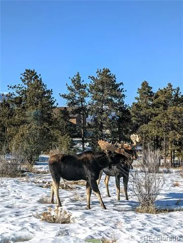 13288 County Road 261p Nathrop, CO 81236