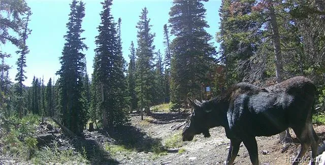 50 Puma Crossing Fairplay, CO 80440