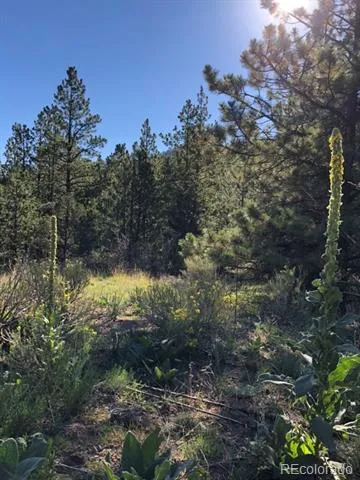 2871 Marcey Road Westcliffe, CO 81252