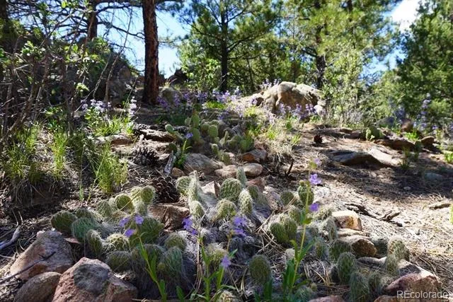 2871 Marcey Road Westcliffe, CO 81252
