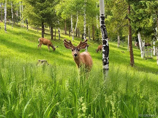 7256 Aspen Meadow Drive Evergreen, CO 80439