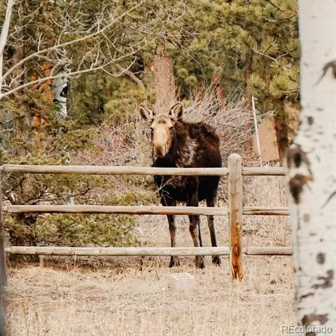 177 Cedar Drive Lyons, CO 80540