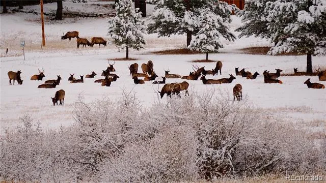 177 Cedar Drive Lyons, CO 80540