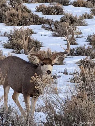 TBD Lot 4 TBD Mesa, CO 81643