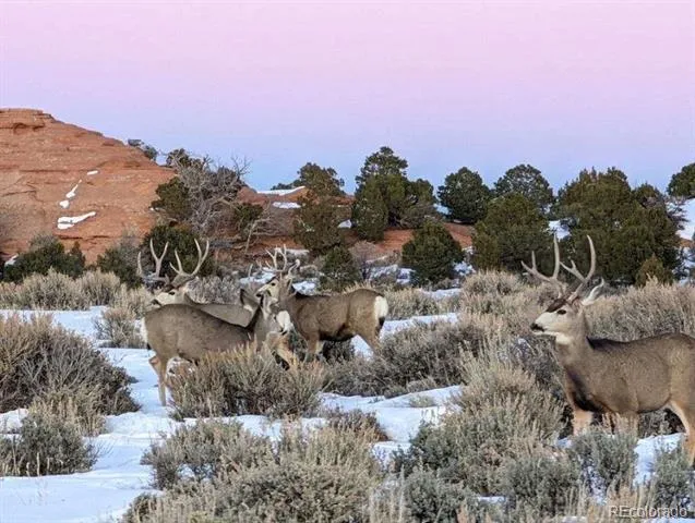 TBD Lot 4 TBD Mesa, CO 81643