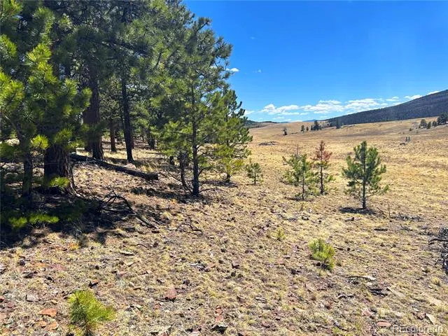 Singletree Road Buena Vista, CO 81211