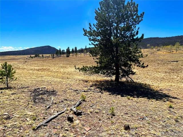 Singletree Road Buena Vista, CO 81211