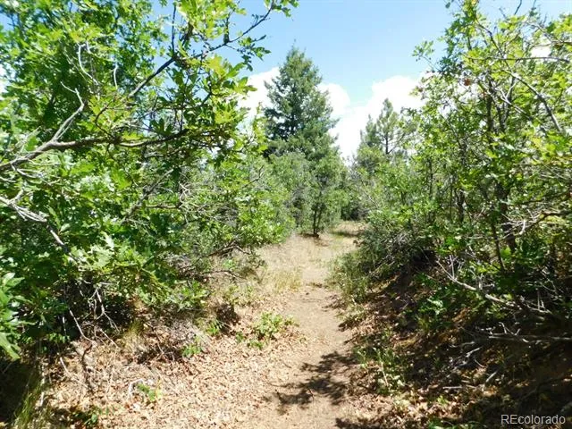 6447 Thunderbird Road Larkspur, CO 80118