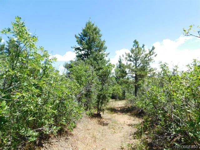 6447 Thunderbird Road Larkspur, CO 80118