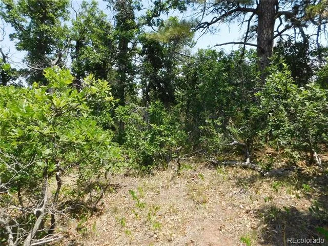 6447 Thunderbird Road Larkspur, CO 80118