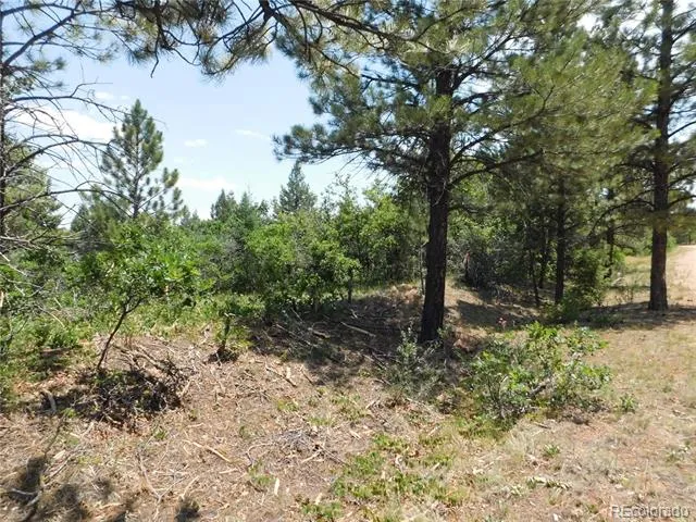 6447 Thunderbird Road Larkspur, CO 80118