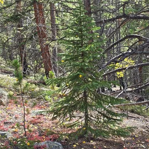 5347 Monitor Lode Claims Leadville, CO 80461
