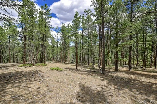 293 Badger Trail Florissant, CO 80816
