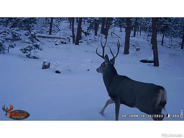 0 Old Camp Road Bellvue, CO 80512