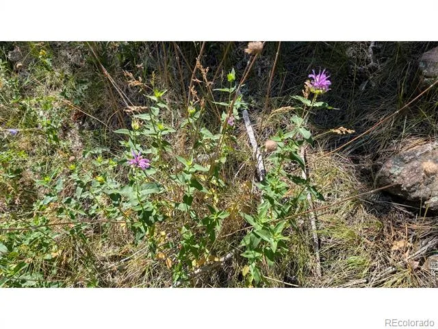 0 Old Camp Road Bellvue, CO 80512