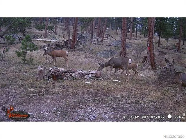 0 Old Camp Road Bellvue, CO 80512