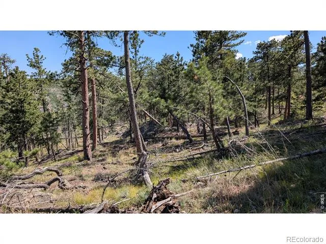 0 Old Camp Road Bellvue, CO 80512