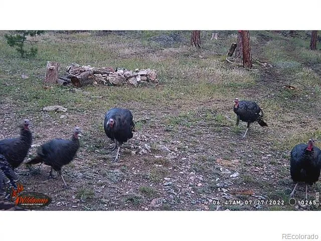 0 Old Camp Road Bellvue, CO 80512