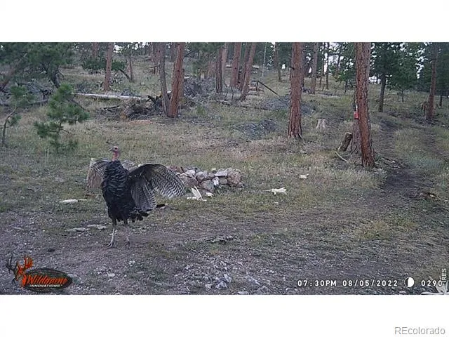 0 Old Camp Road Bellvue, CO 80512