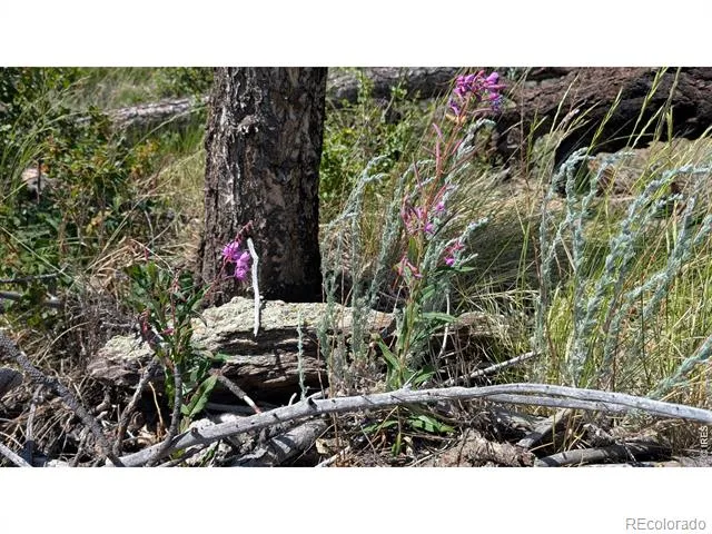 0 Old Camp Road Bellvue, CO 80512