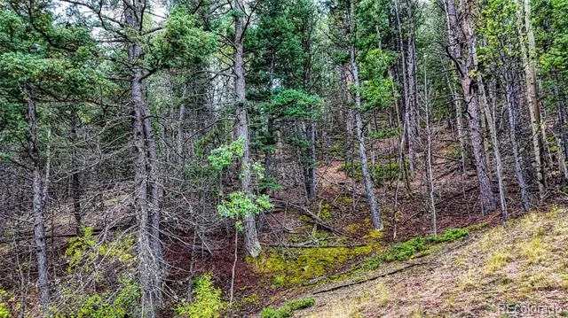 599 Dandy Jim Drive Cripple Creek, CO 80813