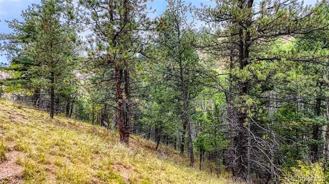 599 Dandy Jim Drive Cripple Creek, CO 80813