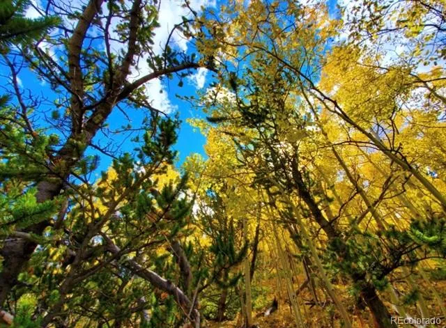 2000 Hard Hickory Trail Guffey, CO 80820