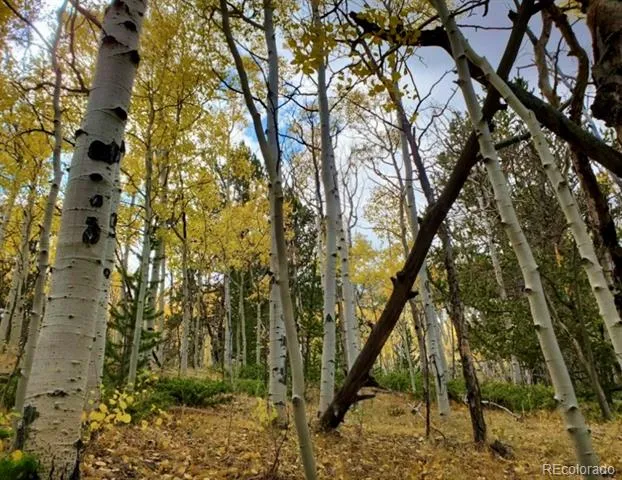 2000 Hard Hickory Trail Guffey, CO 80820