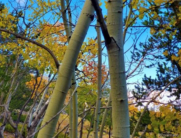 2000 Hard Hickory Trail Guffey, CO 80820