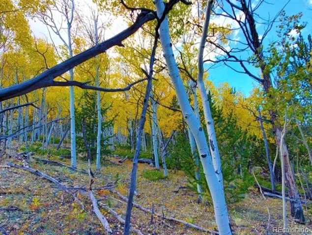 2000 Hard Hickory Trail Guffey, CO 80820