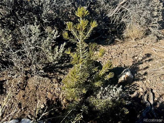 Lot 17 Largo Vista San Luis, CO 81152