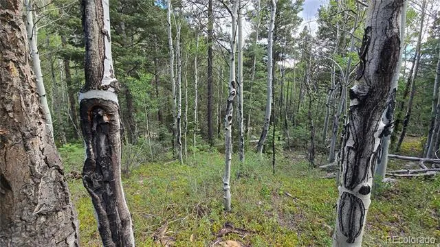 Lot 6474 Malcolm Road San Luis, CO 81152