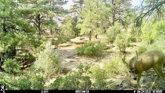 Rancho La Garita Lot 175 Weston, CO 81091