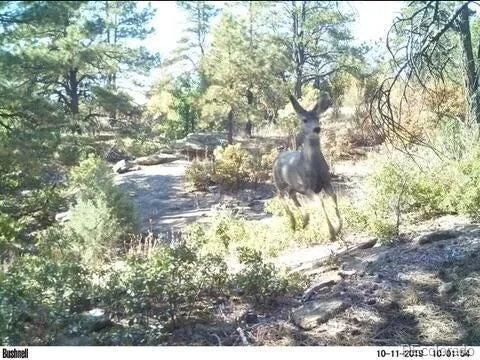 Rancho La Garita Lot 175 Weston, CO 81091