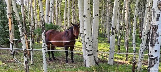 Address Not Shown Bailey, CO 80421