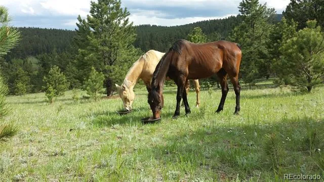 Address Not Shown Bailey, CO 80421