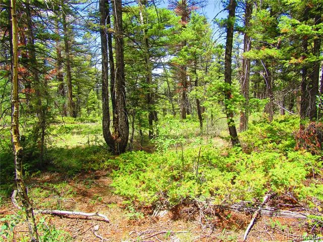 LOT 6082 Stella Road Road San Luis, CO 81152