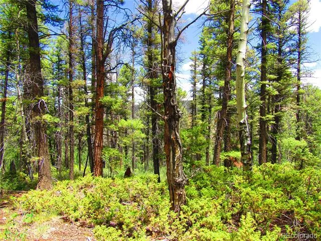LOT 6082 Stella Road Road San Luis, CO 81152