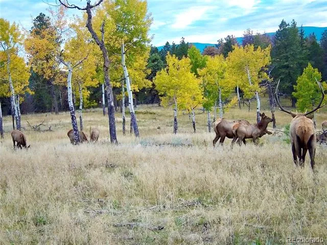 12434 S US Hwy 285 Conifer, CO 80433