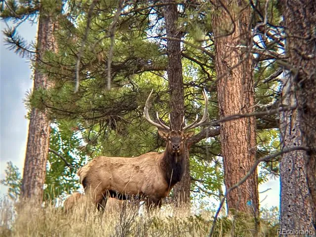 12434 S US Hwy 285 Conifer, CO 80433